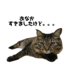 うちのトクジ（個別スタンプ：6）