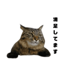 うちのトクジ（個別スタンプ：8）