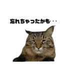 うちのトクジ（個別スタンプ：9）