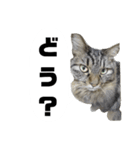 うちのトクジ（個別スタンプ：10）