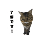 うちのトクジ（個別スタンプ：11）