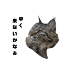 うちのトクジ（個別スタンプ：14）