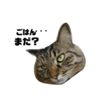 うちのトクジ（個別スタンプ：15）