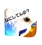 宅インコ（個別スタンプ：5）