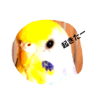 宅インコ（個別スタンプ：7）