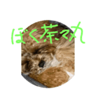 人面犬の茶々丸（個別スタンプ：1）