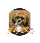 人面犬の茶々丸（個別スタンプ：2）