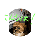 人面犬の茶々丸（個別スタンプ：3）
