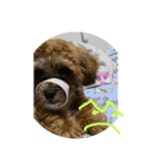 人面犬の茶々丸（個別スタンプ：4）