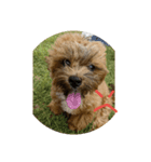 人面犬の茶々丸（個別スタンプ：6）