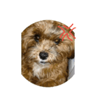 人面犬の茶々丸（個別スタンプ：7）