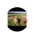 人面犬の茶々丸（個別スタンプ：8）
