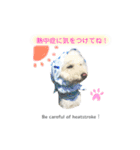 【夏ver.】白クマみたいなトイプー♡（個別スタンプ：4）