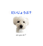 【夏ver.】白クマみたいなトイプー♡（個別スタンプ：5）