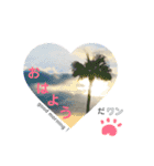 【夏ver.】白クマみたいなトイプー♡（個別スタンプ：12）