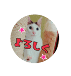 つくし、みけねこ（個別スタンプ：3）