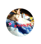 つくし、みけねこ（個別スタンプ：4）