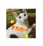つくし、みけねこ（個別スタンプ：5）