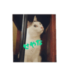 つくし、みけねこ（個別スタンプ：6）