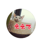 つくし、みけねこ（個別スタンプ：7）