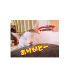 つくし、みけねこ（個別スタンプ：9）