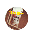 つくし、みけねこ（個別スタンプ：11）
