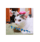 つくし、みけねこ（個別スタンプ：12）