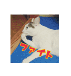 つくし、みけねこ（個別スタンプ：13）