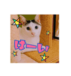 つくし、みけねこ（個別スタンプ：15）