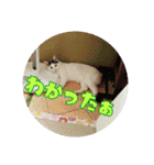 つくし、みけねこ（個別スタンプ：16）