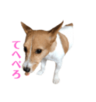 毎日ピース（個別スタンプ：5）