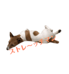 毎日ピース（個別スタンプ：7）