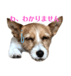 毎日ピース（個別スタンプ：11）