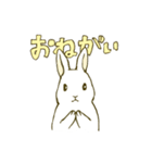 うさぎのシロ（個別スタンプ：5）