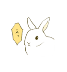 うさぎのシロ（個別スタンプ：6）