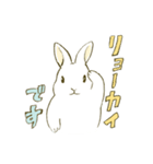 うさぎのシロ（個別スタンプ：24）