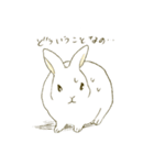 うさぎのシロ（個別スタンプ：35）