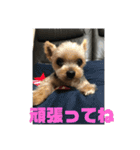 モンだよ〜 よろしくね（個別スタンプ：11）
