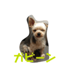 モンだよ〜 よろしくね（個別スタンプ：22）