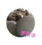 モンだよ〜 よろしくね（個別スタンプ：28）