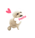 【日常会話】白クマみたいなトイプー♡（個別スタンプ：1）