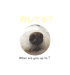 【日常会話】白クマみたいなトイプー♡（個別スタンプ：3）
