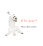 【日常会話】白クマみたいなトイプー♡（個別スタンプ：4）