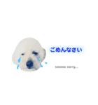 【日常会話】白クマみたいなトイプー♡（個別スタンプ：10）