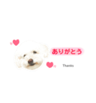 【日常会話】白クマみたいなトイプー♡（個別スタンプ：11）