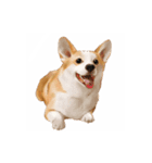 コーギー！！！（個別スタンプ：1）