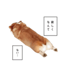 コーギー！！！（個別スタンプ：4）