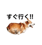 コーギー！！！（個別スタンプ：5）