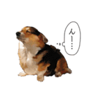 コーギー！！！（個別スタンプ：6）