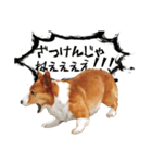コーギー！！！（個別スタンプ：7）